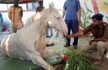 MLA Ganesh Joshi  arrested for the attack on horse  Shakthimaan